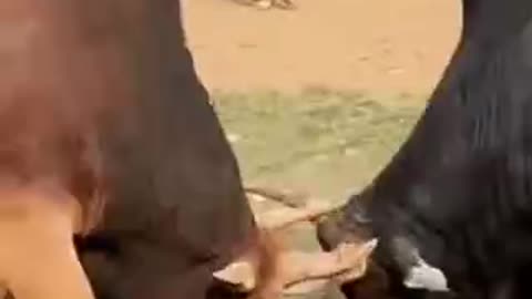 Funny video Bull fighting 😲