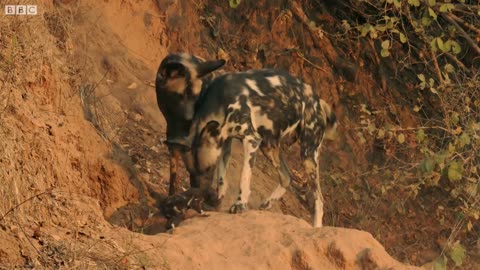 Painted Wolf Fights Off Honey Badgers To Protect Pups | Dynasties | BBC Earth