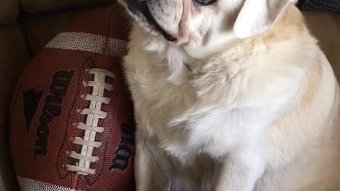 Football pug cocks head back and forth