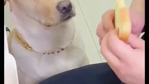Dog wants 🍞 l Dog Funny Video