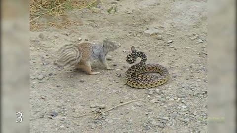 nature. 10 animal confrontations with each other