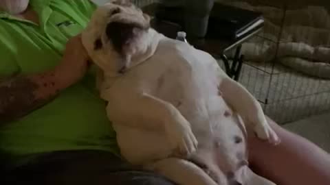 Bulldog loves massages