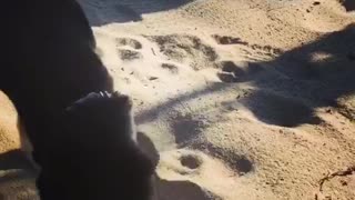 German shepherd digs in sand at beach