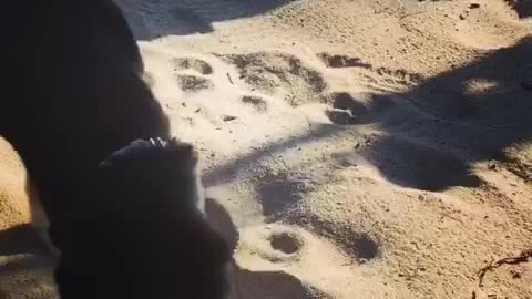 German shepherd digs in sand at beach