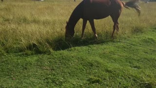 Adorable Brown Horse Eating Grass While Tails Moving