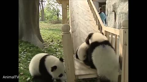 Baby Pandas Playing