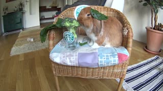Bunny rabbit enjoys brocolicino cocktail