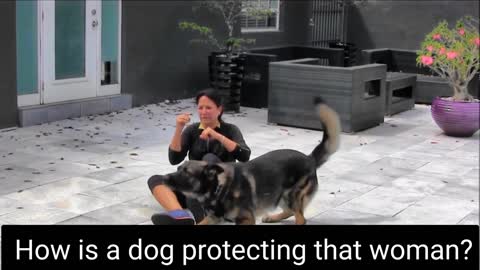 How is a dog protecting that woman?