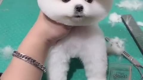 Cute puppies Dogs 🐶 hair cut