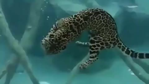 Free Stock Video For Everyone No Money - Jaguars Are Excellent Swimmers.