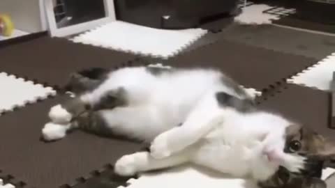 Cat stretching 🐈