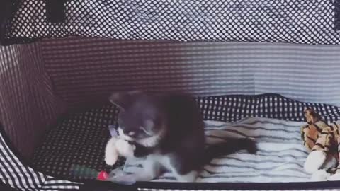 Cat Took his Toy to his tiny House