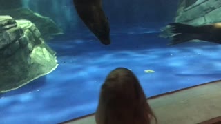 Sea Lion Tricks