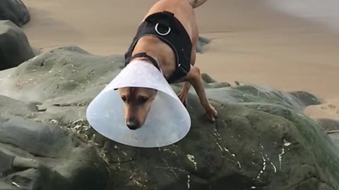 Brown dog wearing cone running in slomo