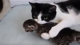 The mother cat got a way to take care of her little