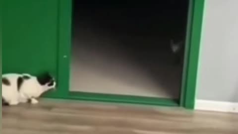 Cat running moment fanny video