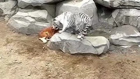 Dog Mother love Tiger Cubs||Tiger Cubs Got A Dog mother||Funny dog Vedio