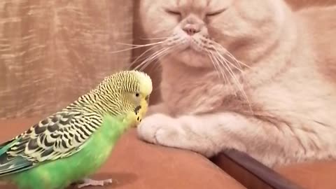 Кот и птица, милые животные #43