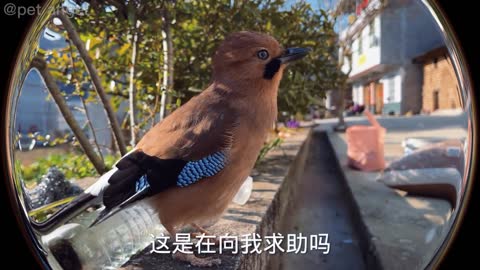 Smart bird bathes also know how to test water depth