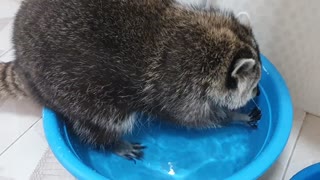 Raccoon hunts snacks in the water