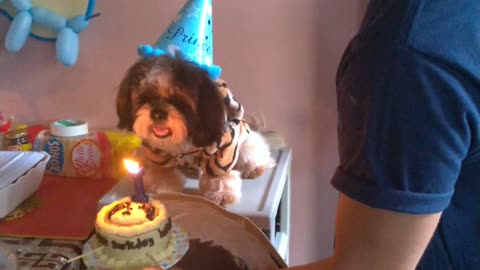 Dog Blows Out Birthday Candle on Cake