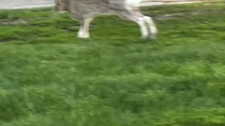 Bunny lounging on the sidewalk