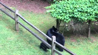 Rowdy Bear Cubs Having a Blast