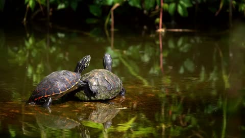 Turtles On Lake Water