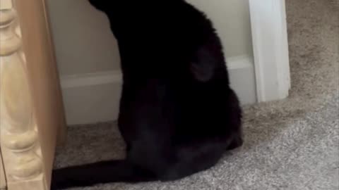Adopting a Cat from a Shelter Vlog - Cute Precious Piper Guards from Her Favorite Spot #shorts