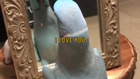 When a parrot talk to him self on a mirror