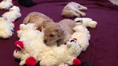 Poodle Puppy Christmas