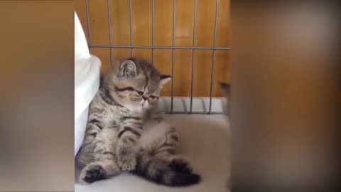 Tiktok cute CATS funny video compilation 2019.mp4