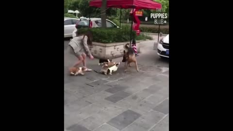 puppies attack adult dog