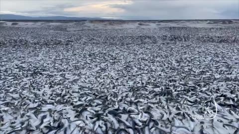 Tens of thousands of dead fish appear off the coast of northern Japan