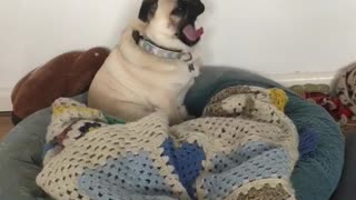 Pug puppy hysterically plays hard to get