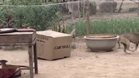 Pranks: fake Lion and Fake Tiger Prank To dog