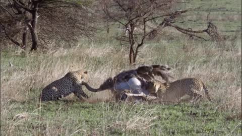 Leuser_ From poacher to animal protector - BBC News