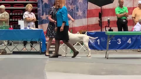 Patriotic Jared in the AKC Sporting Group