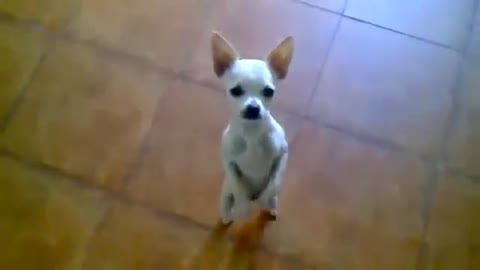 Cutest Chihuahua Ever Does Salsa Dance!