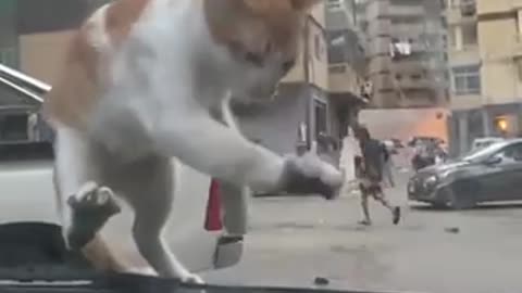 Cat 🐱Tries To Eat Bird 🐦