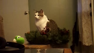 Christmas cat acting like statue