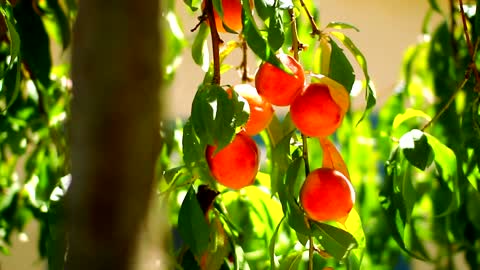 Red Fruit with dancing tree 😍😍😍