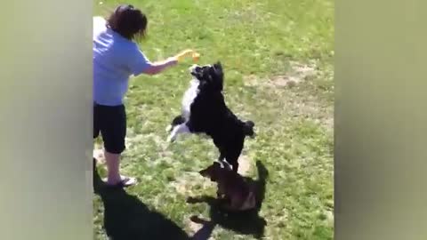 Dogs_With_the_Zoomies__Funny_Dog_Videos