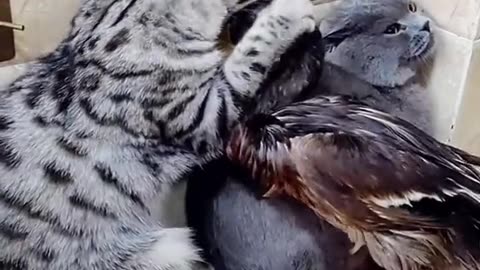 Cat and duck fighting so funny vedio