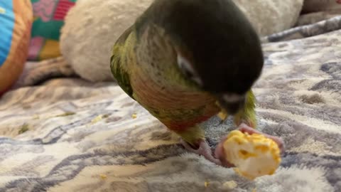 Bird ASMR