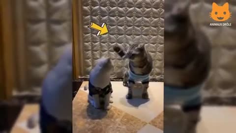 FUNNY DOGS AND CATS 😂😳😱🐈