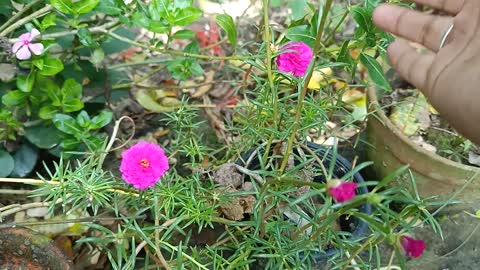 beautiful flower in my garden