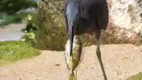 Bird trying eat bigger fish than it's mouth
