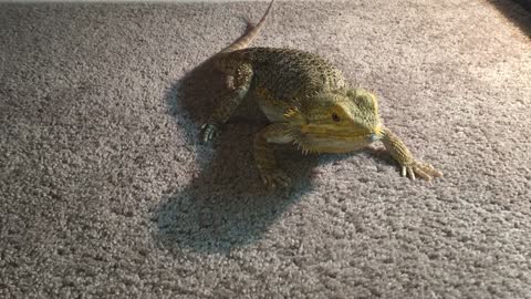 Bearded Dragon chases laser pointer like a cat