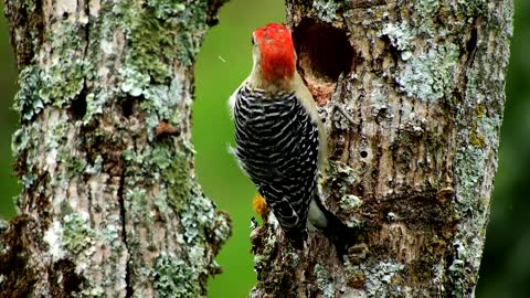 Woodpecker bird is the most beautiful and brightest bird